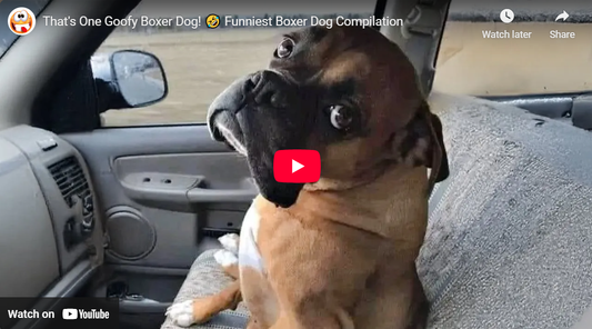 Funny Boxer Compilation